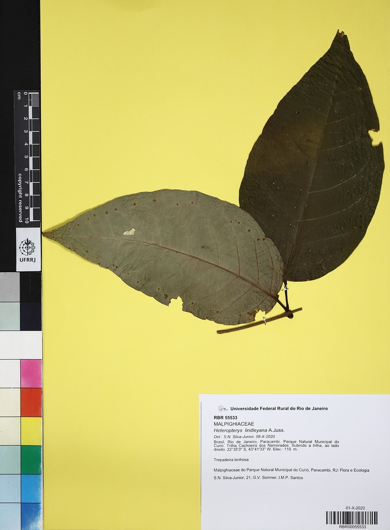 Heteropterys lindleyana