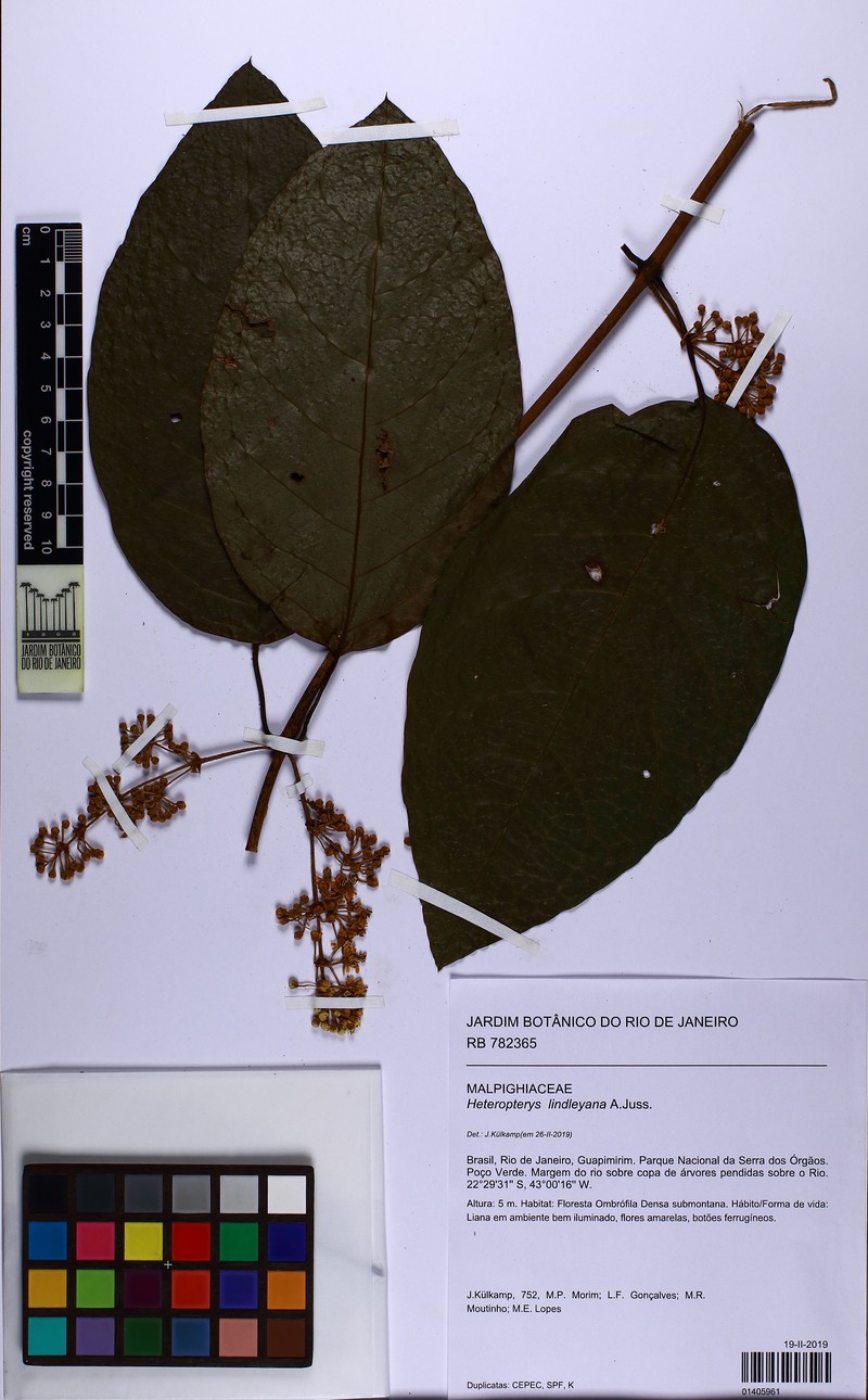 Heteropterys lindleyana photo 2