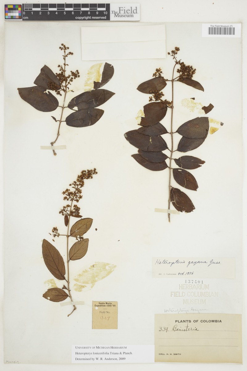 Heteropterys lonicerifolia