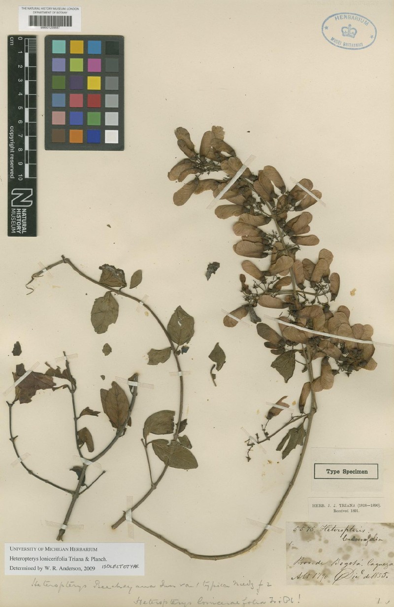 Heteropterys lonicerifolia photo 2