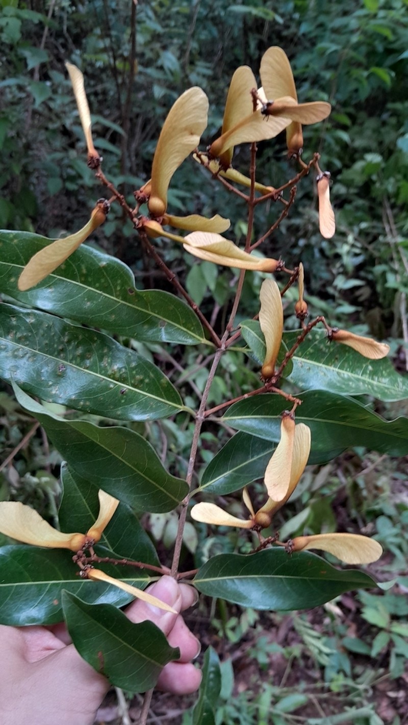 Heteropterys macradena