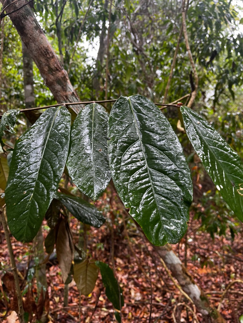 Heteropterys macrostachya