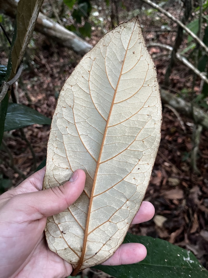 Heteropterys macrostachya photo 2