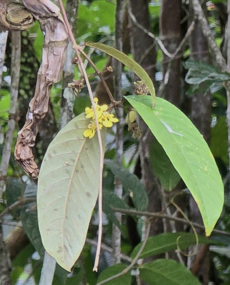 Heteropterys macrostachya photo 3