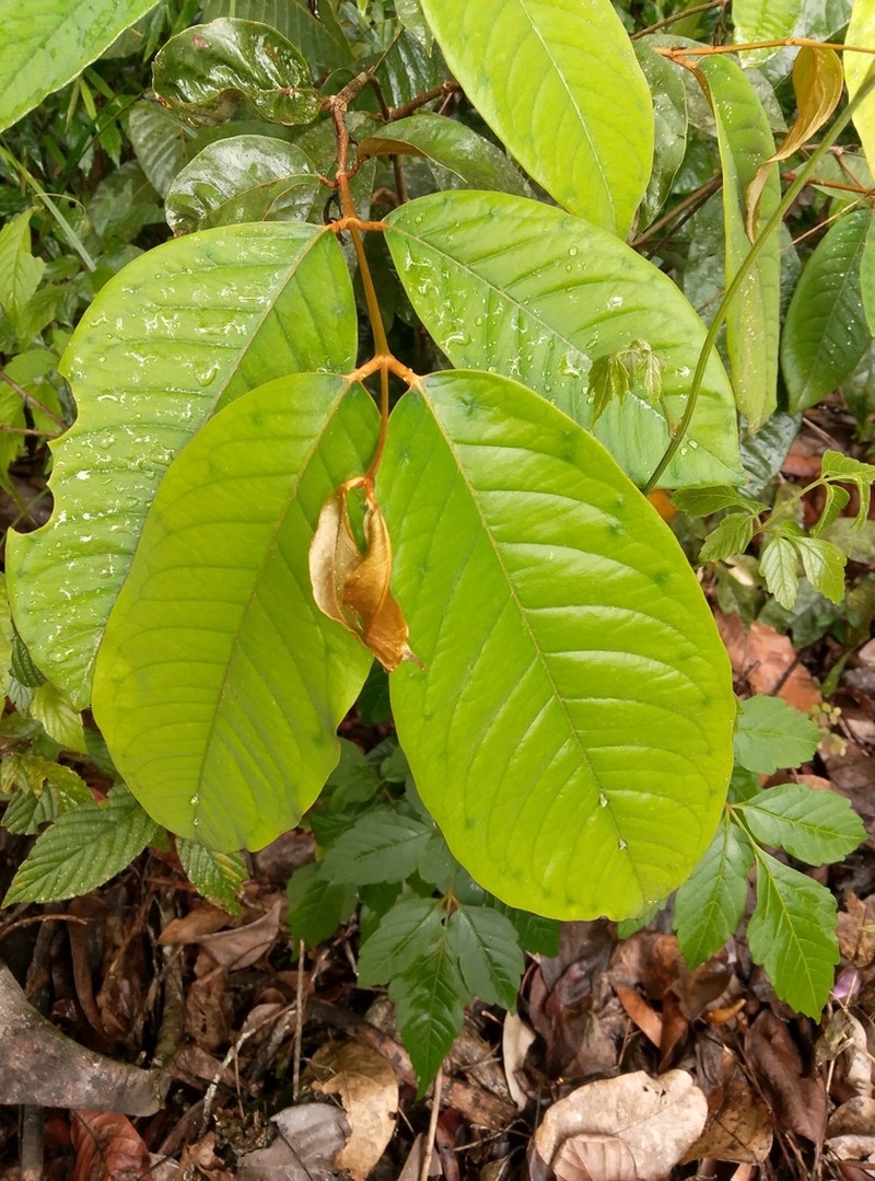 Heteropterys macrostachya photo 4