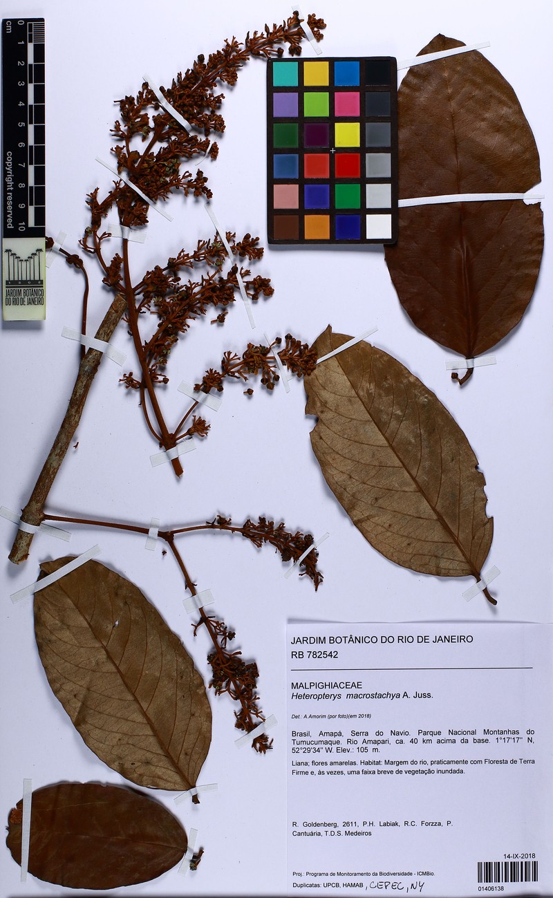 Heteropterys macrostachya photo 5
