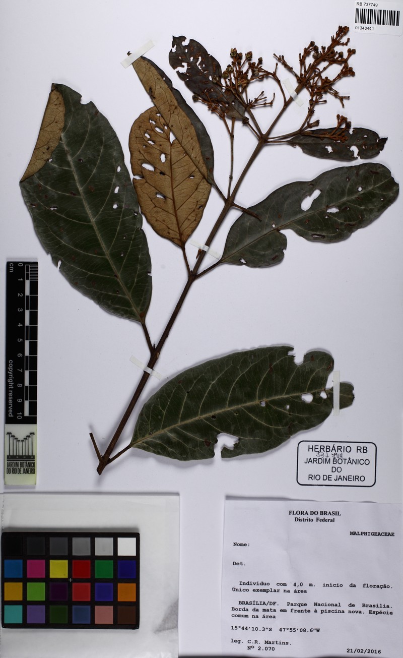 Heteropterys macrostachya photo 6