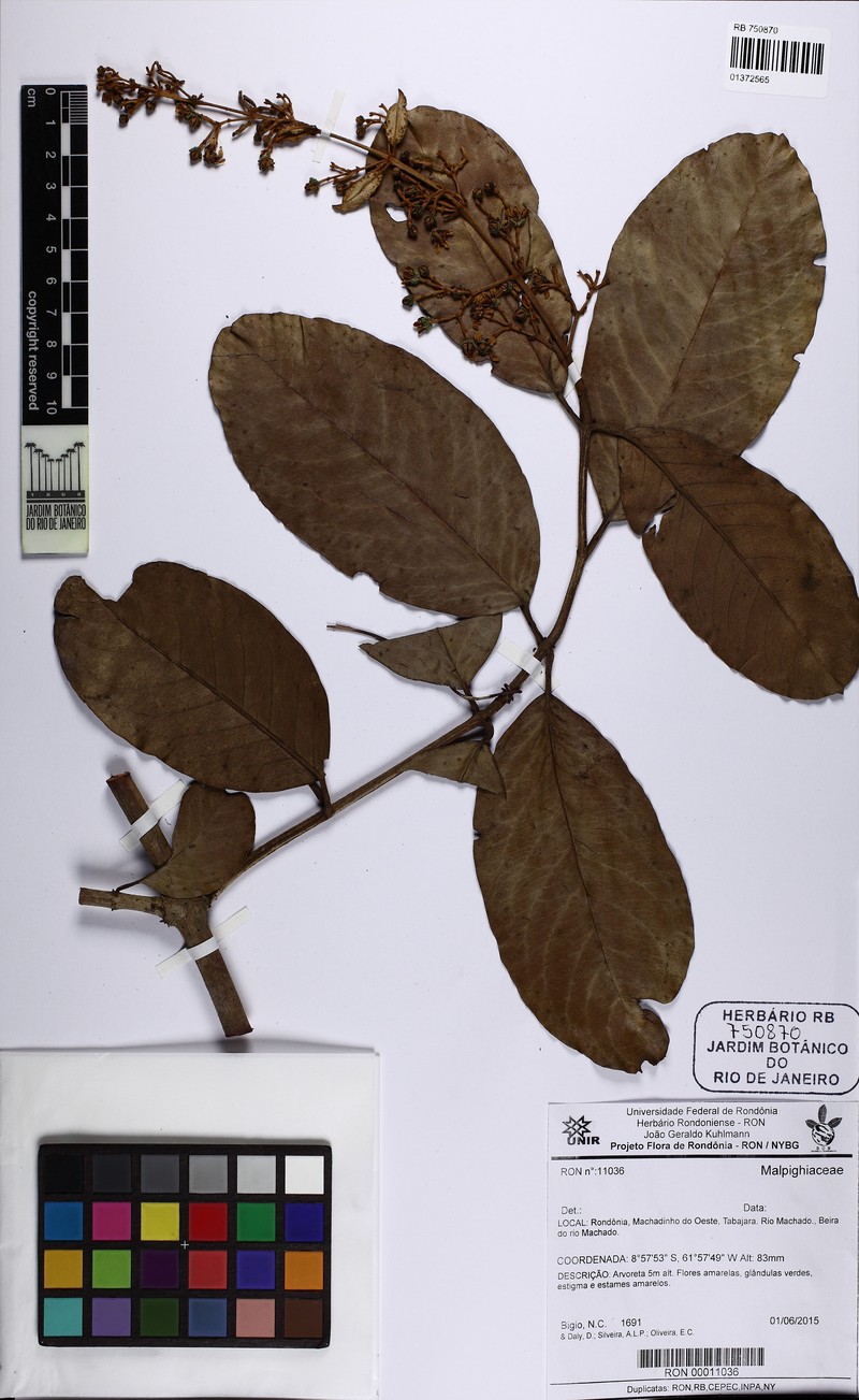 Heteropterys macrostachya photo 7