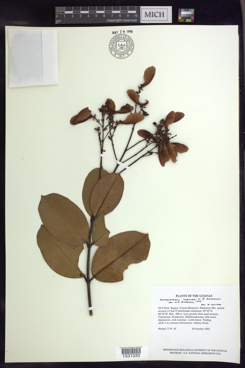 Heteropterys magnifica