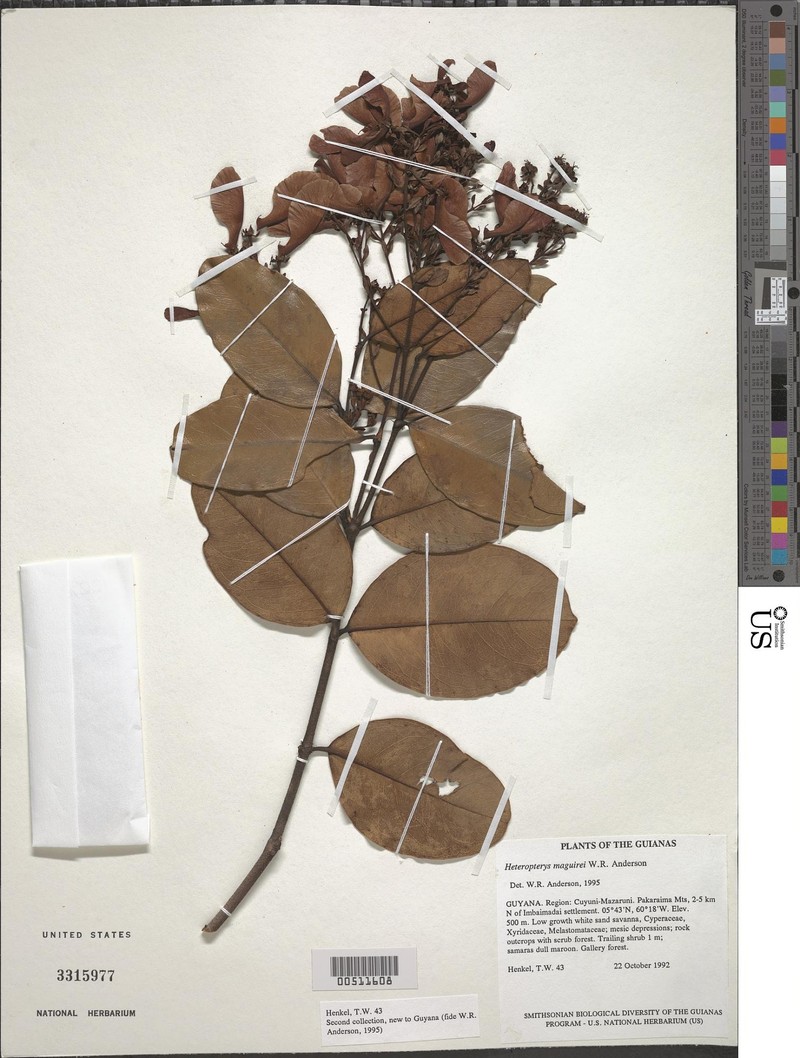 Heteropterys maguirei