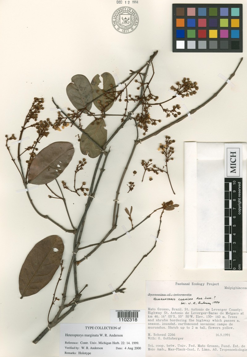 Heteropterys marginata