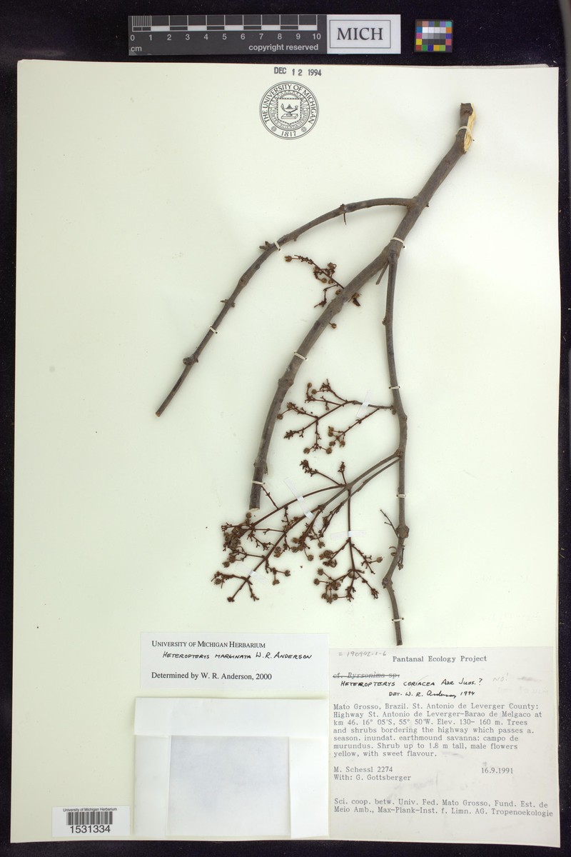 Heteropterys marginata photo 2