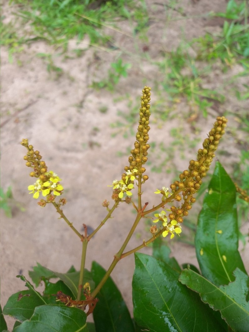 Heteropterys mathewsiana photo 2