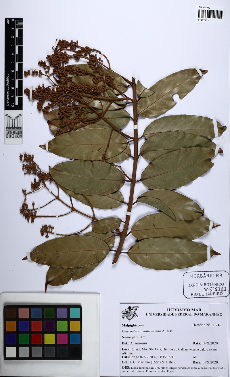 Heteropterys mathewsiana photo 4