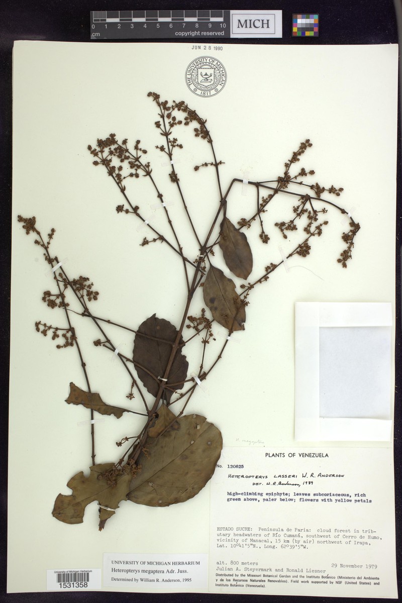 Heteropterys megaptera