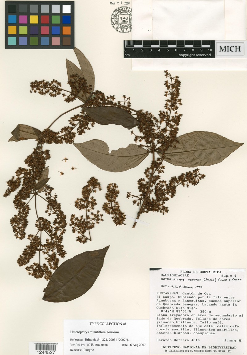 Heteropterys minutiflora