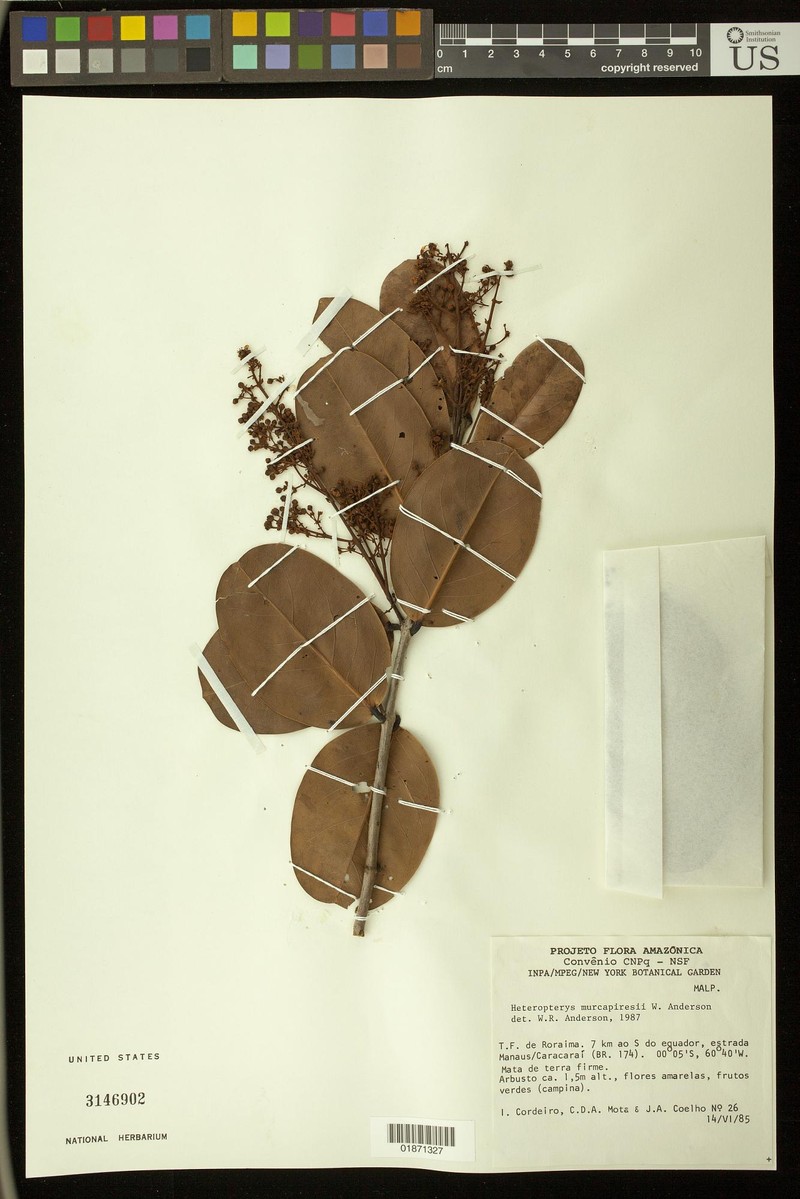 Heteropterys murcapiresii