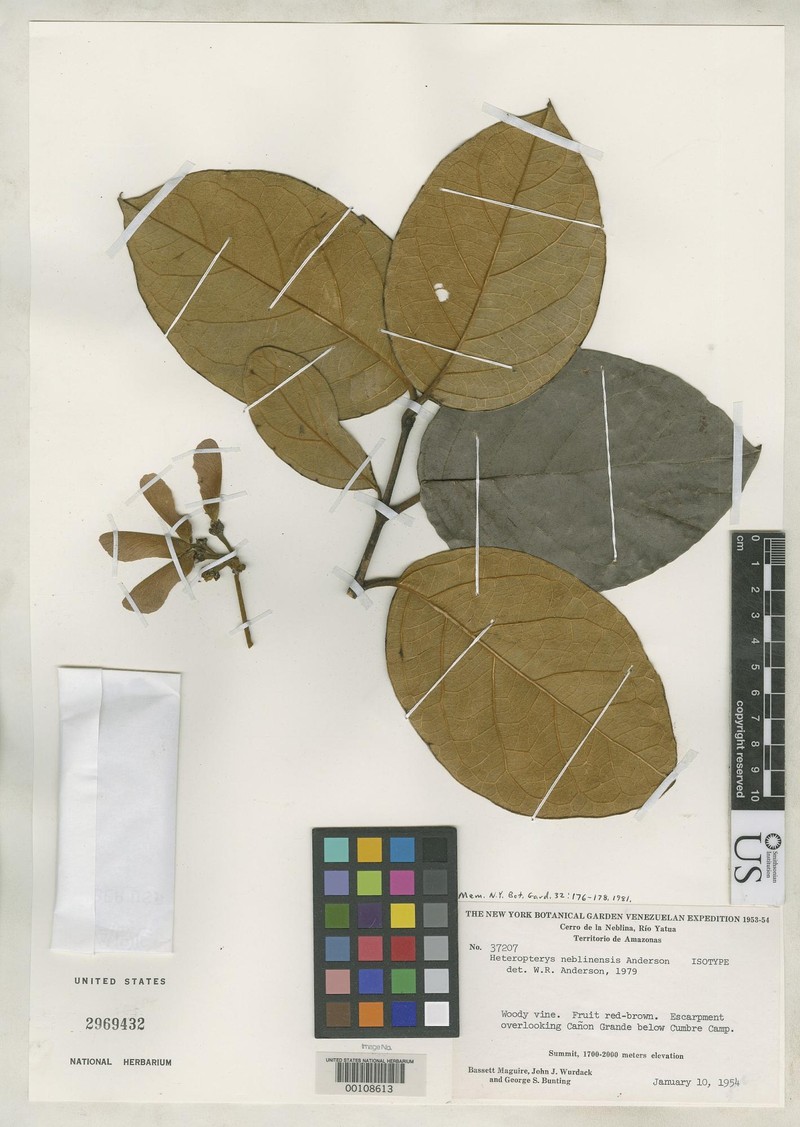 Heteropterys neblinensis