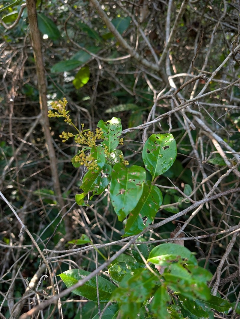 Heteropterys nervosa photo 2
