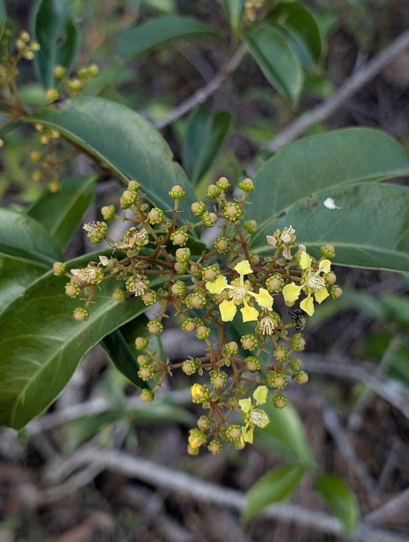 Heteropterys nervosa photo 3
