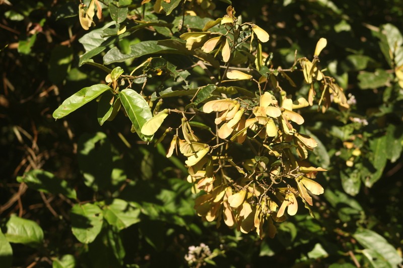 Heteropterys nitida