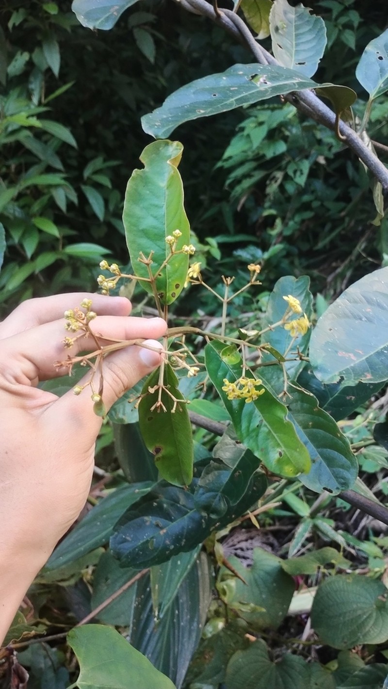 Heteropterys nitida photo 2