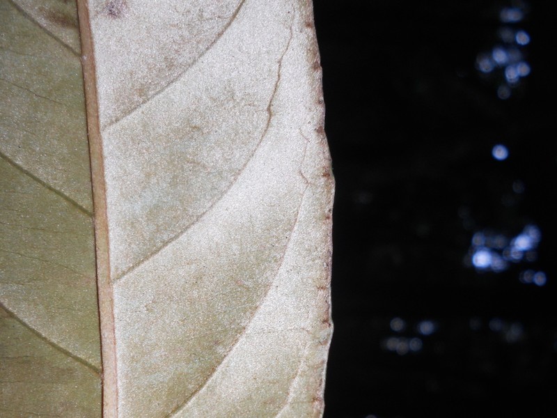 Heteropterys nitida photo 4