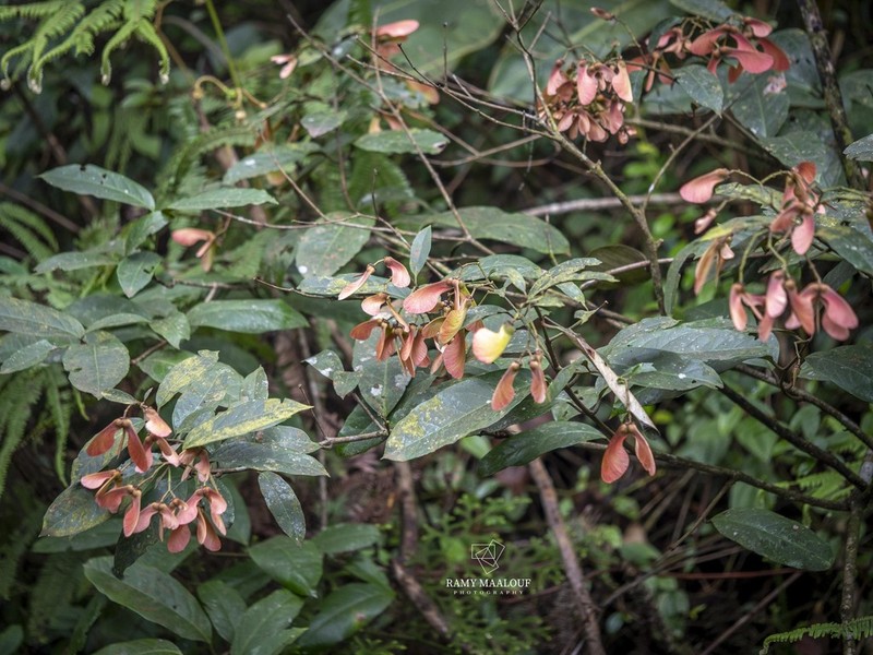Heteropterys nitida photo 5