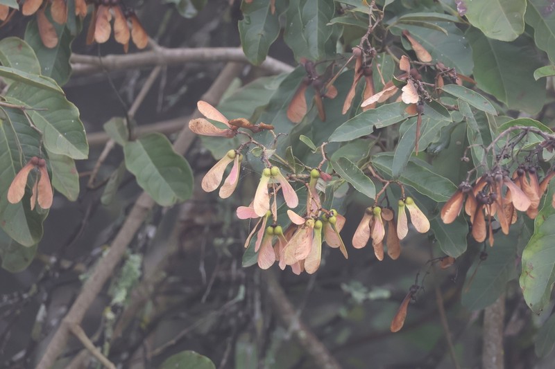 Heteropterys nitida photo 6