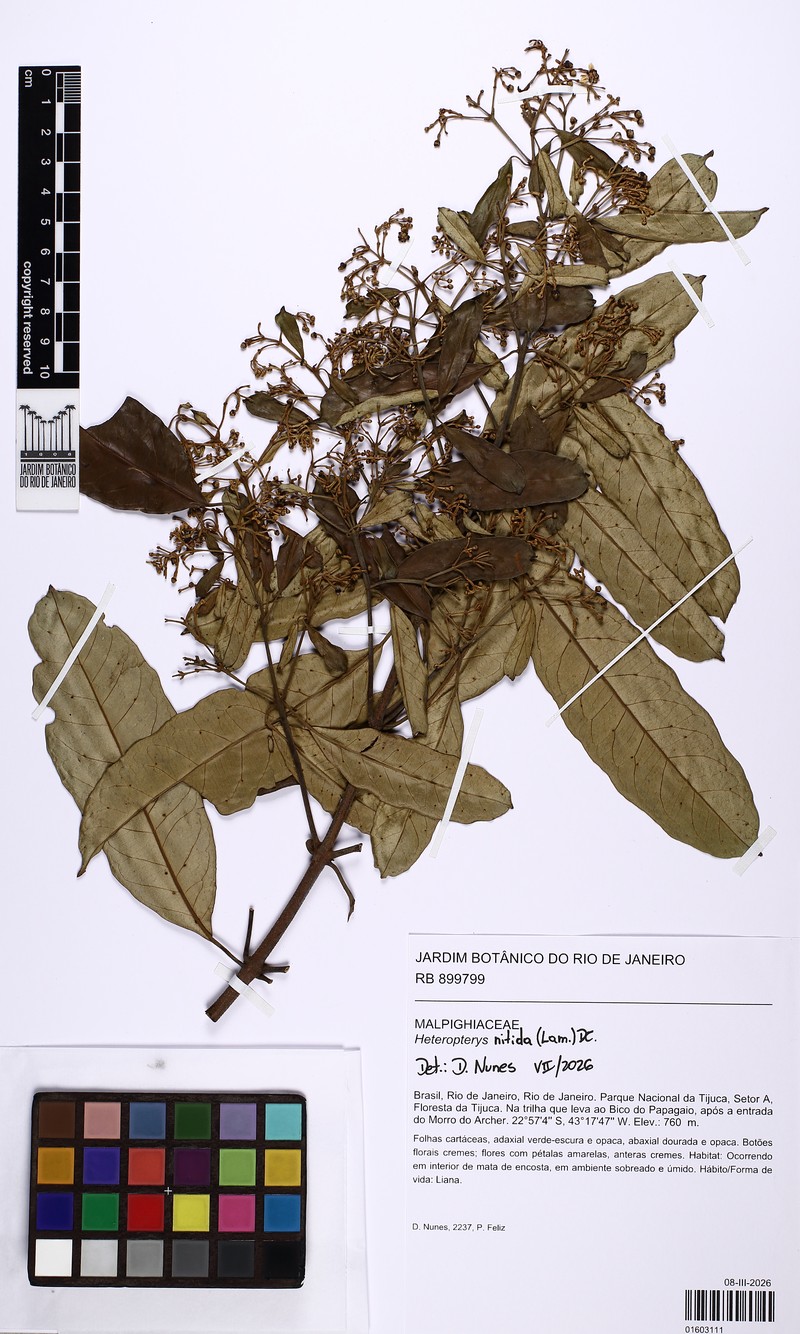 Heteropterys nitida photo 8
