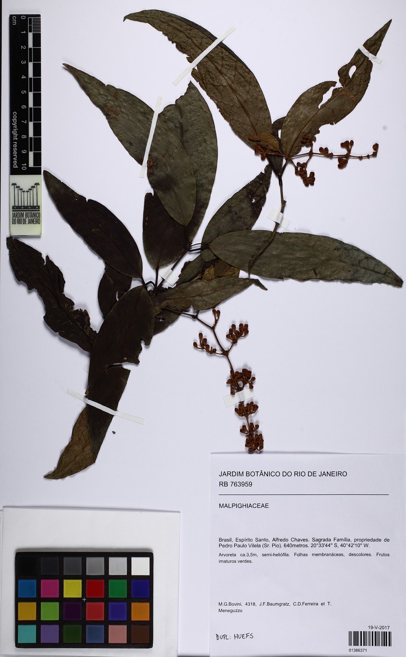 Heteropterys nordestina photo 3