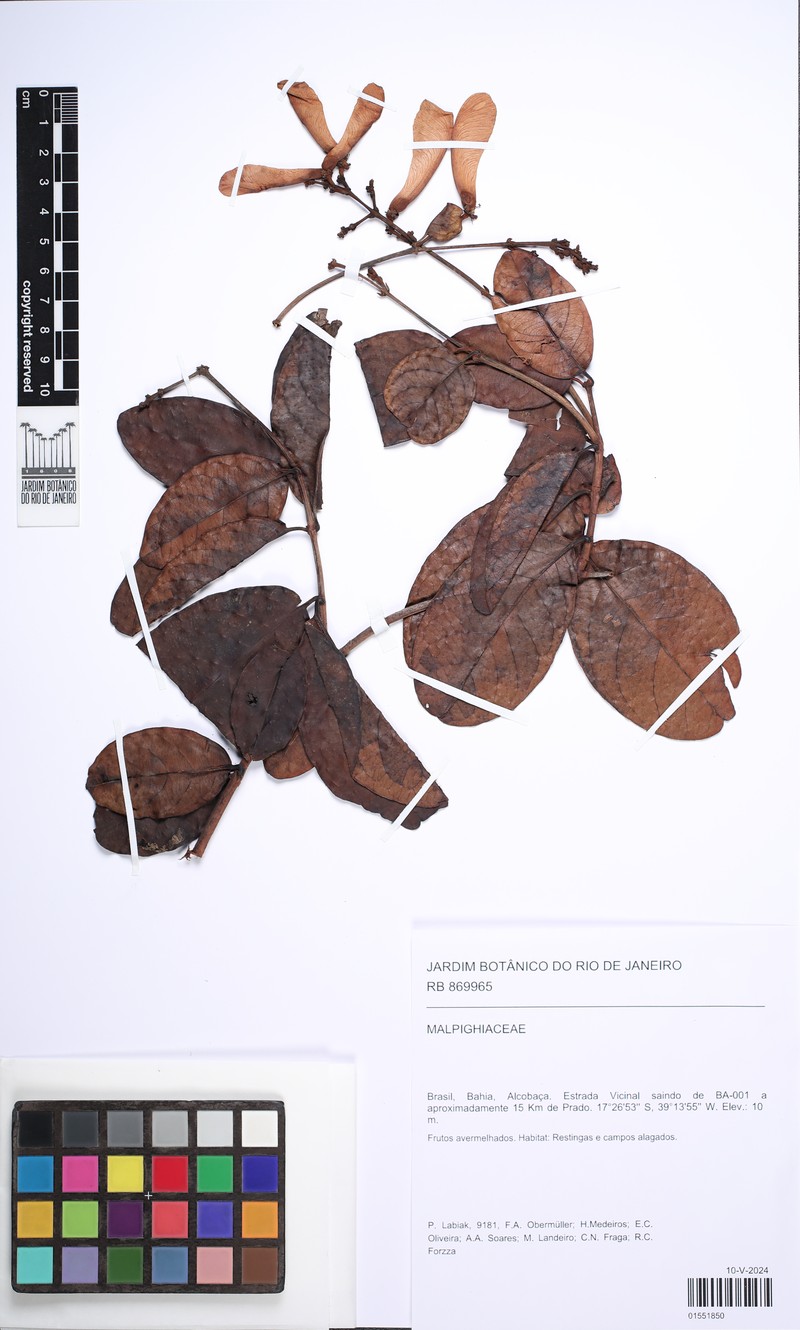 Heteropterys oberdanii