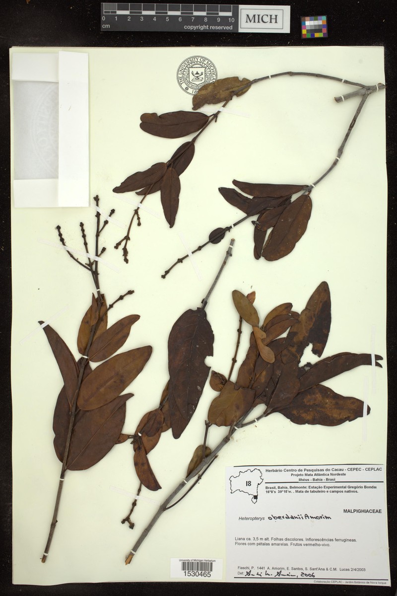 Heteropterys oberdanii photo 2