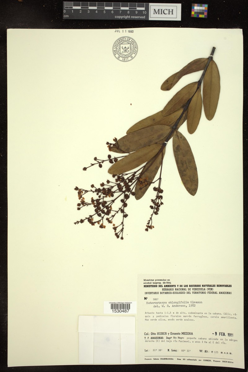 Heteropterys oblongifolia