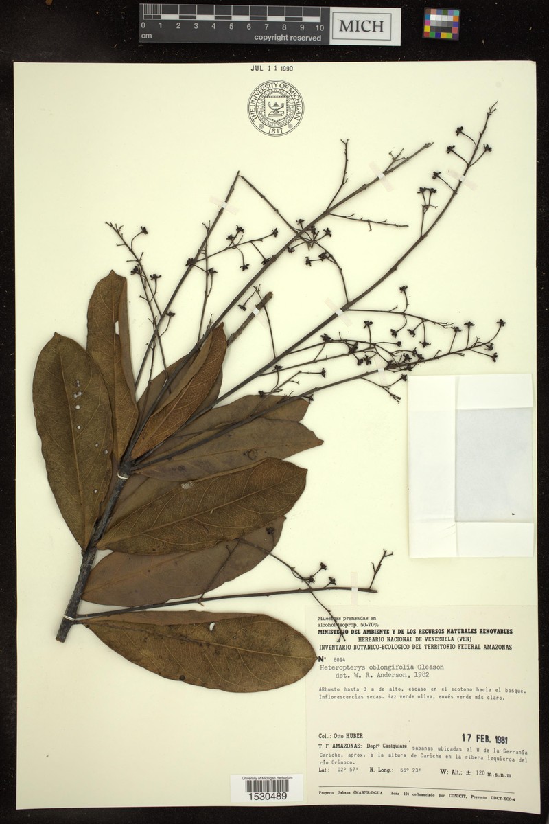 Heteropterys oblongifolia photo 2