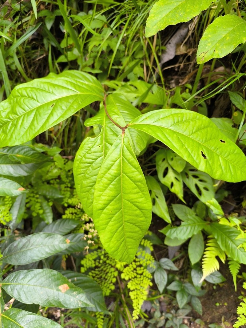 Heteropterys obovata
