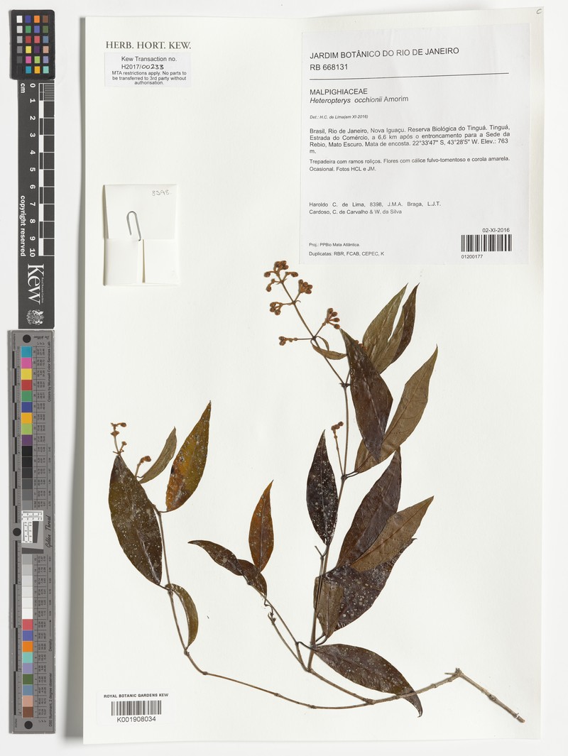 Heteropterys occhionii