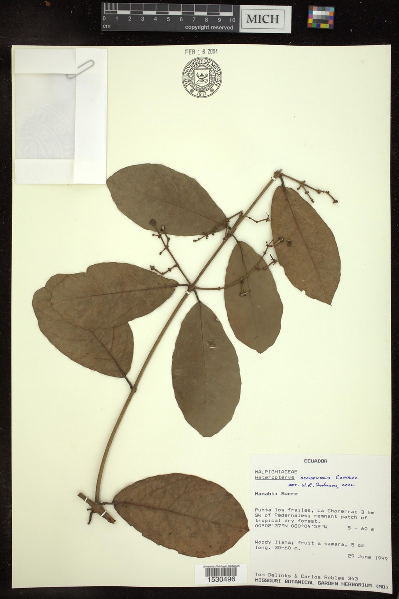 Heteropterys occidentalis