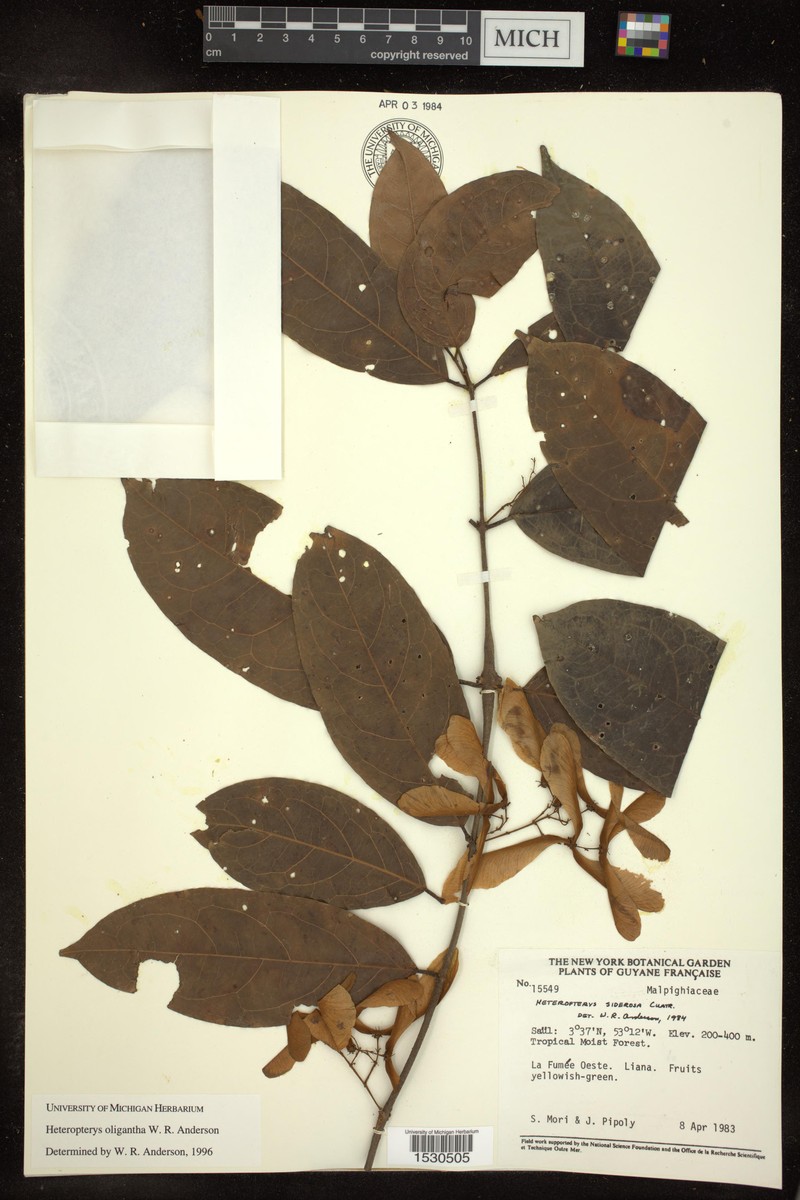 Heteropterys oligantha