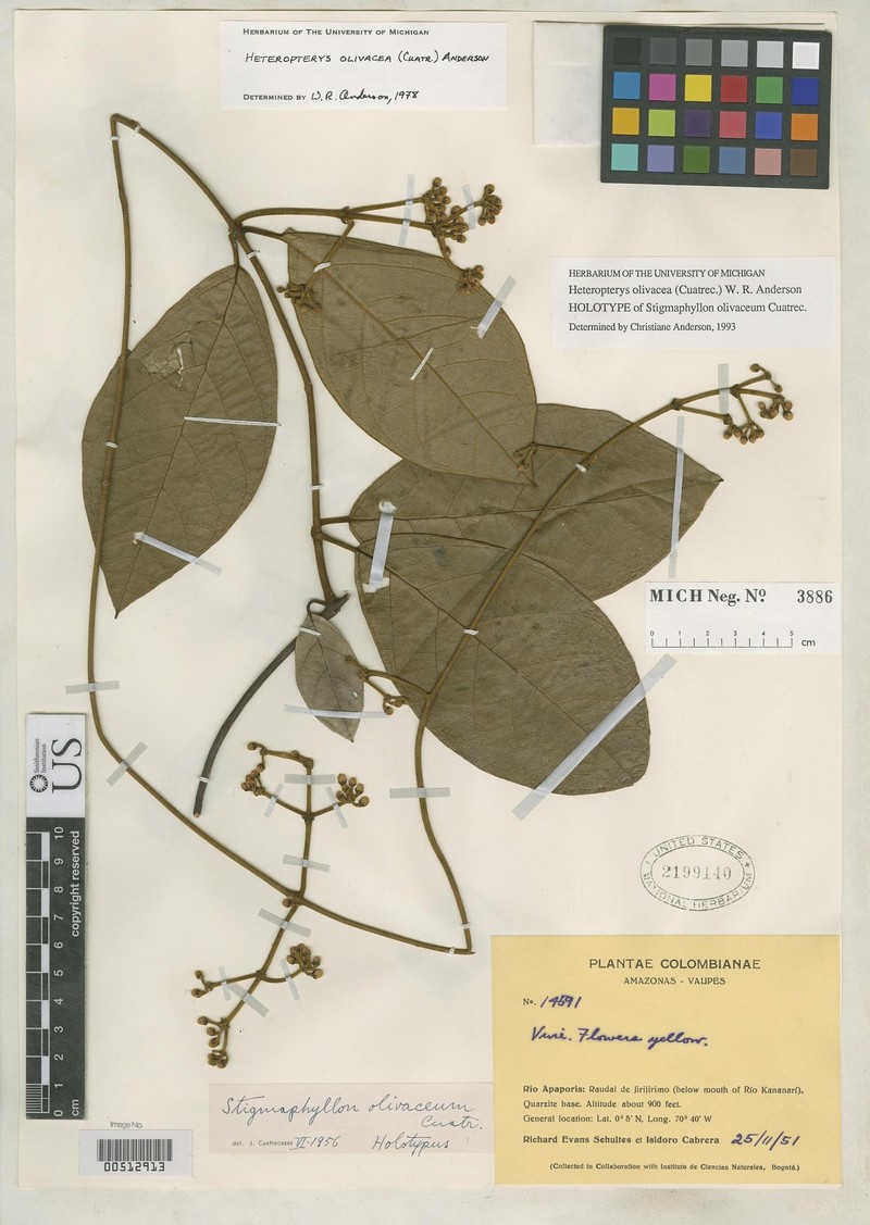 Heteropterys olivacea