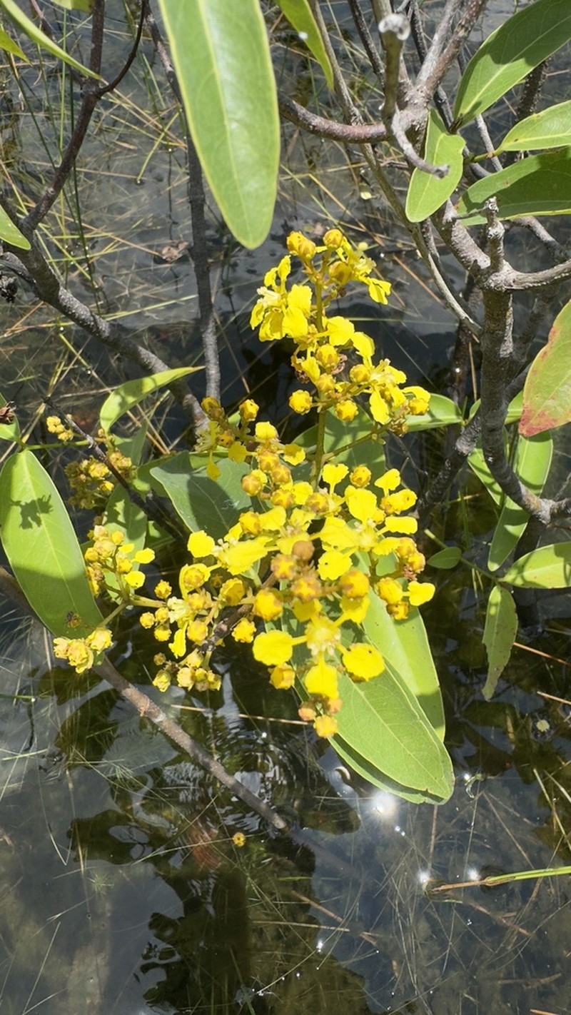 Heteropterys orinocensis photo 2