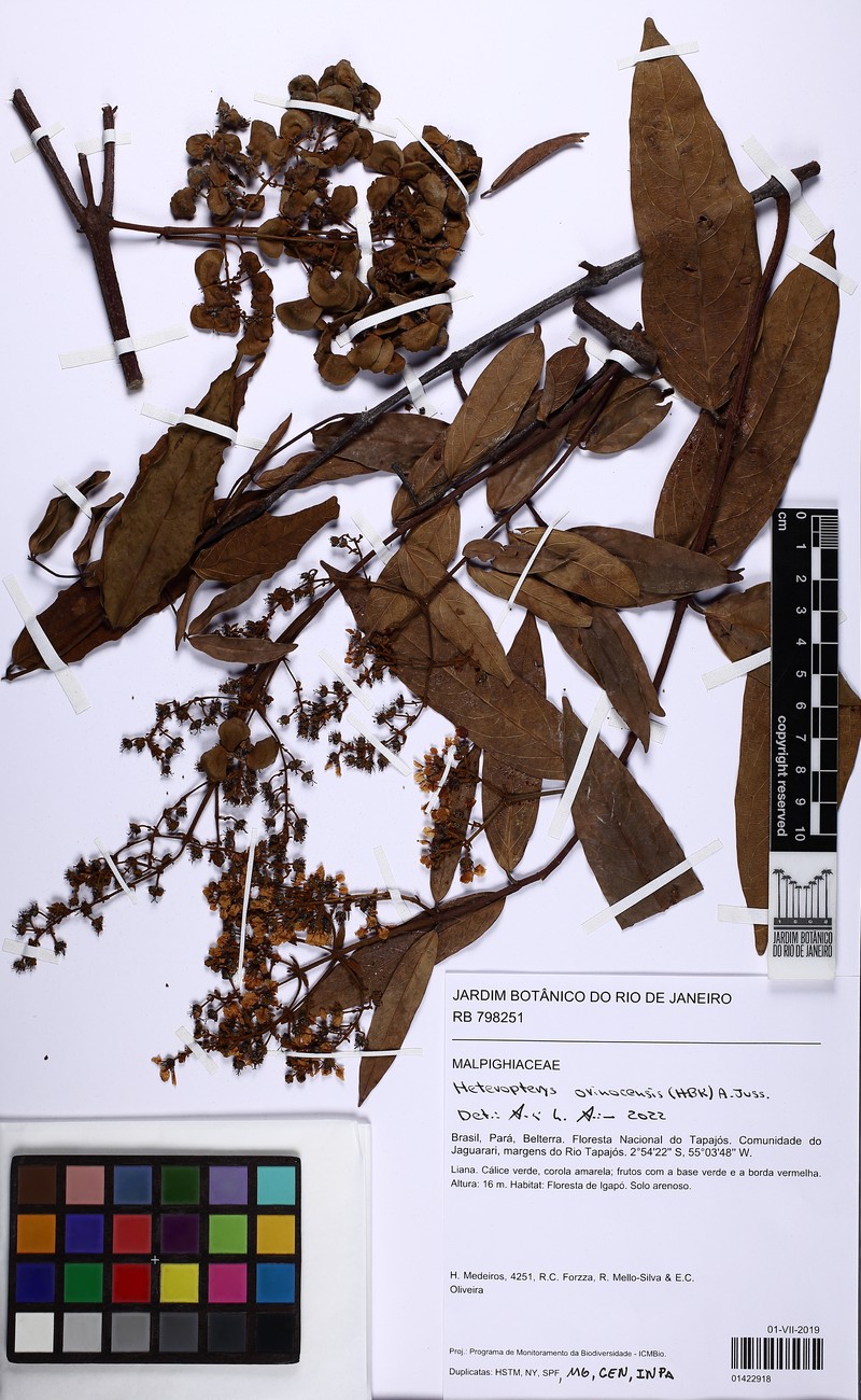 Heteropterys orinocensis photo 3