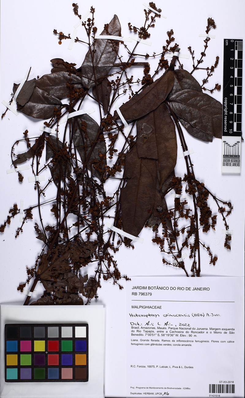 Heteropterys orinocensis photo 4