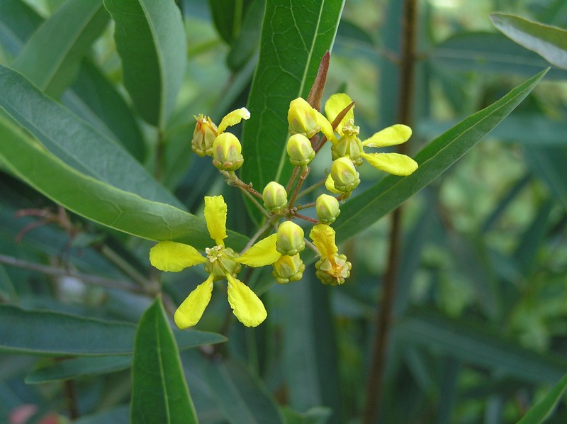 Heteropterys orinocensis