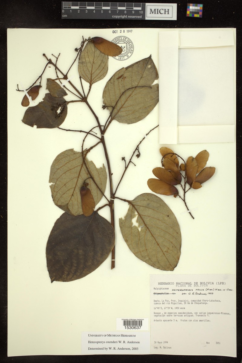 Heteropterys oxenderi