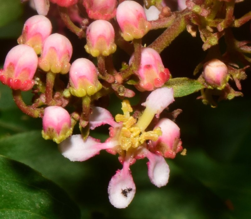 Heteropterys palmeri photo 2