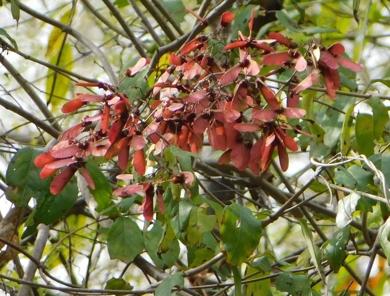 Heteropterys palmeri photo 5