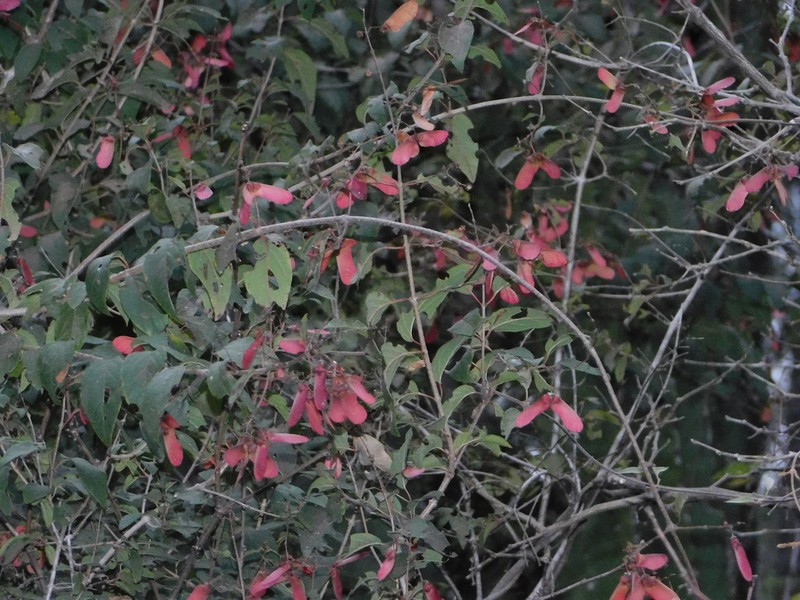 Heteropterys palmeri photo 6