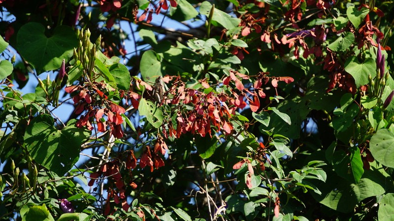 Heteropterys palmeri photo 7