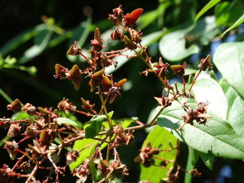Heteropterys palmeri photo 8